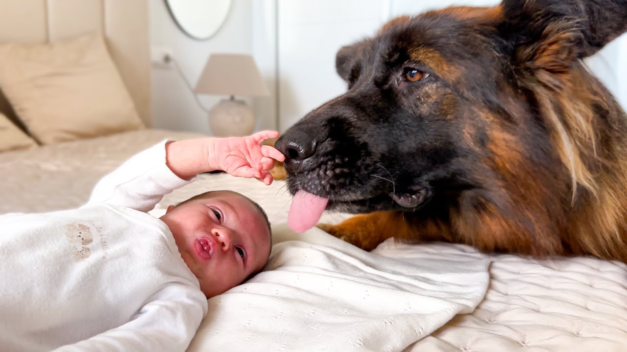 German Shepherd Loves Newborn Baby
