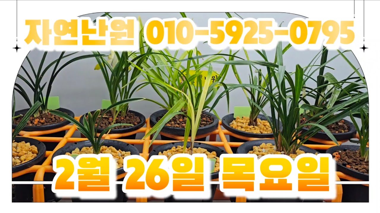[2월 26일] 무등사피, 진주복륜, 서반, 만홍, 녹태소심, 자앵두, 색소심, 도화, 입변 서반사피, 만불소, 녹운 총 12개체입니다♡