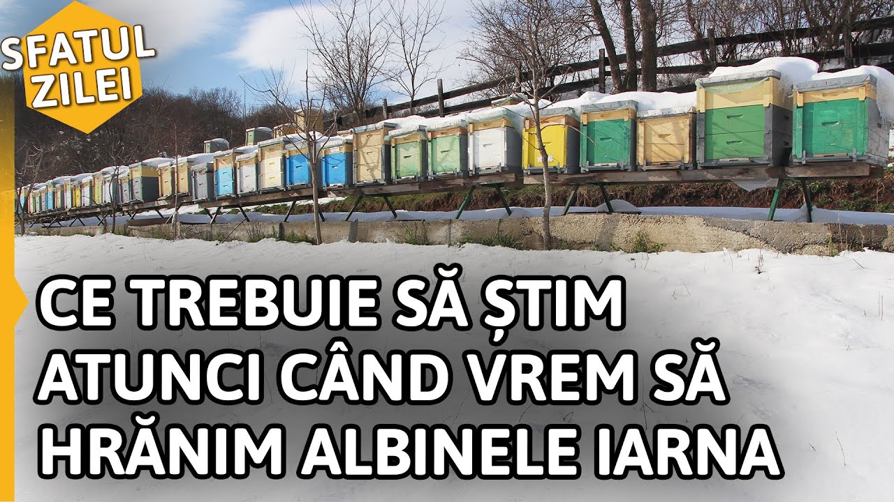 Ce trebuie să știm atunci când vrem să HRĂNIM ALBINELE IARNA [Sfatul zilei]