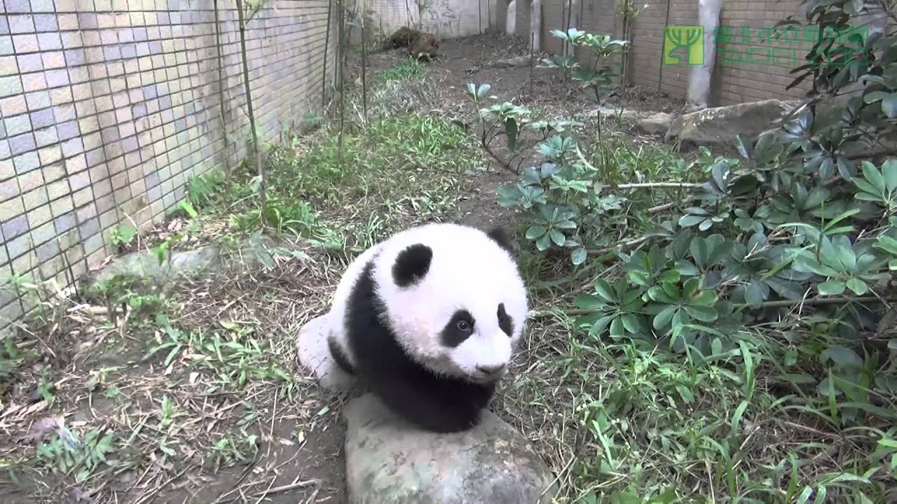 圓仔的追追追 Chasing Yuan Zai