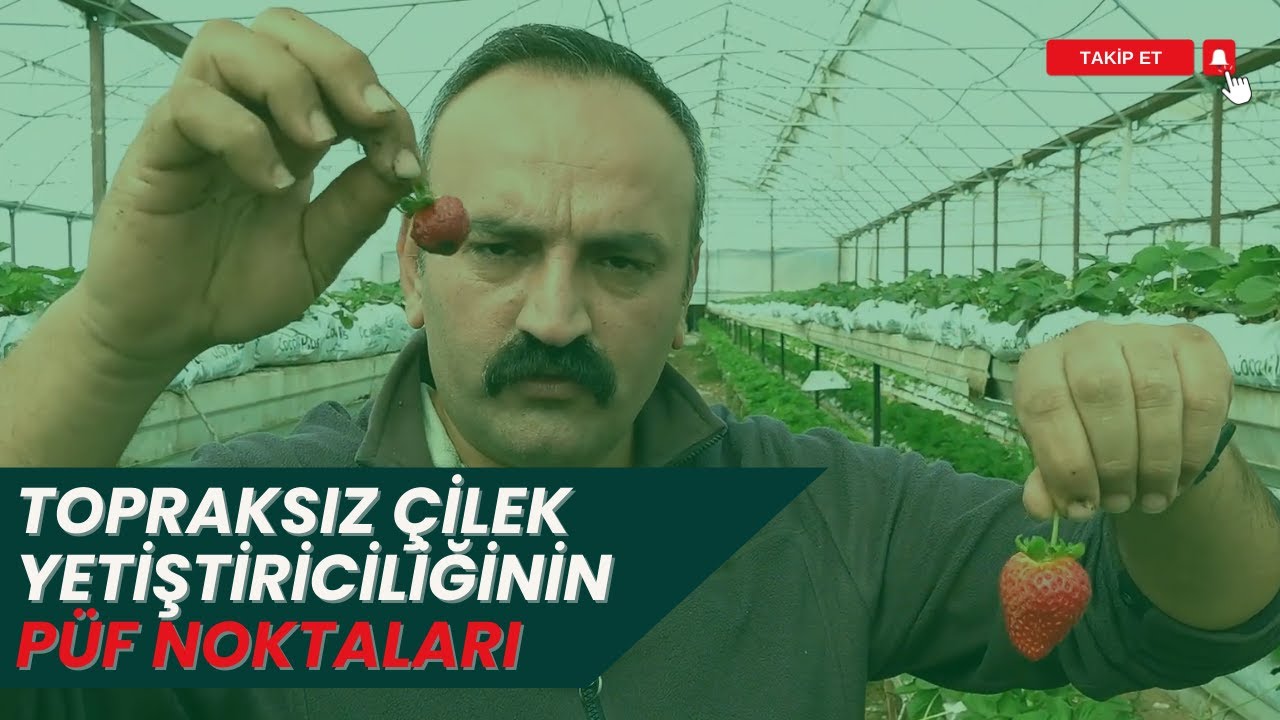 TOPRAKSIZ ÇİLEK YETİŞTİRİCİLİĞİNİN PÜF NOKTALARI I MODERN TARIM