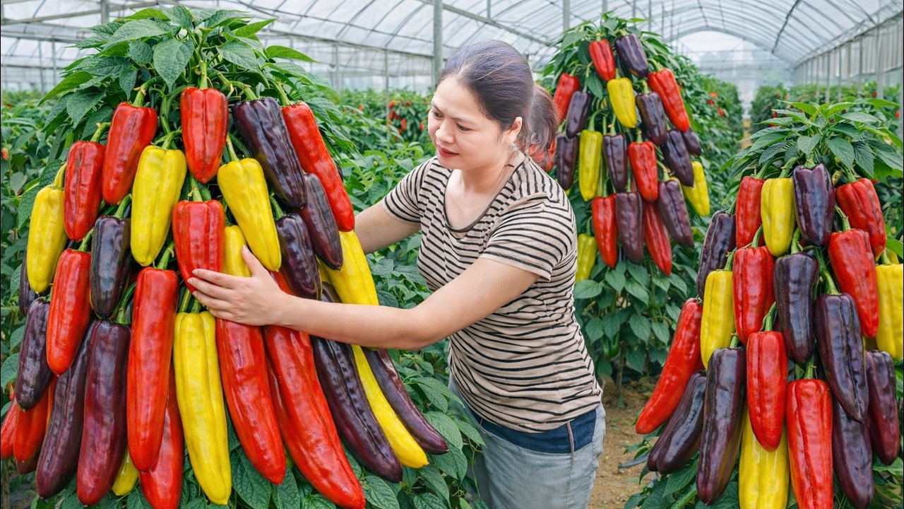 SHOCKING! Harvesting Giant Rainbow Bell Pepper & Go To Market Sell | The Most Colorful Farm