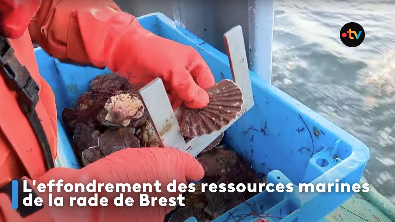 L'effondrement des ressources marines de la rade de Brest