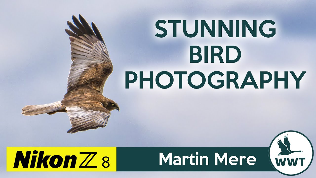 Stunning morning of Bird Photography at Martin Mere