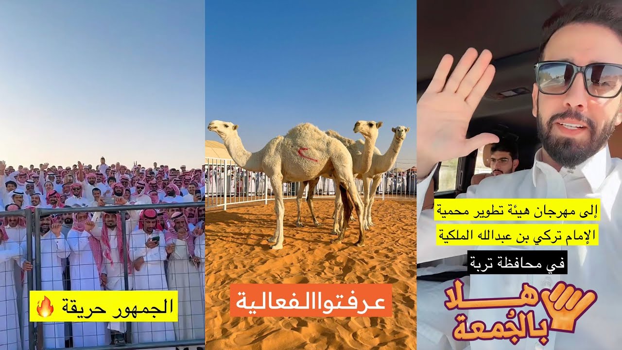 سنابات عساف الشمري| تغطية مهرجان مزاد للابل بمنطقة حائل 🐪