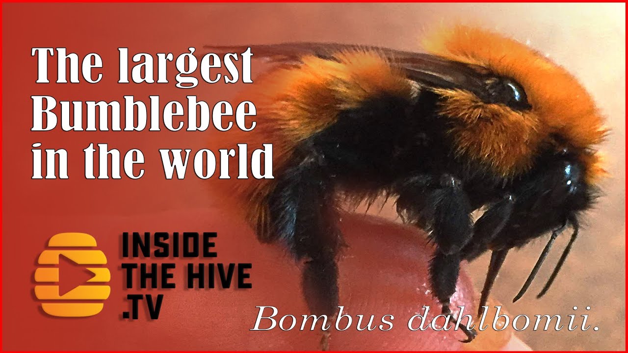 The largest bumblebee in the world - Bombus dahlbomii - Feat. Dr. Amy Toth - World bee day 2021