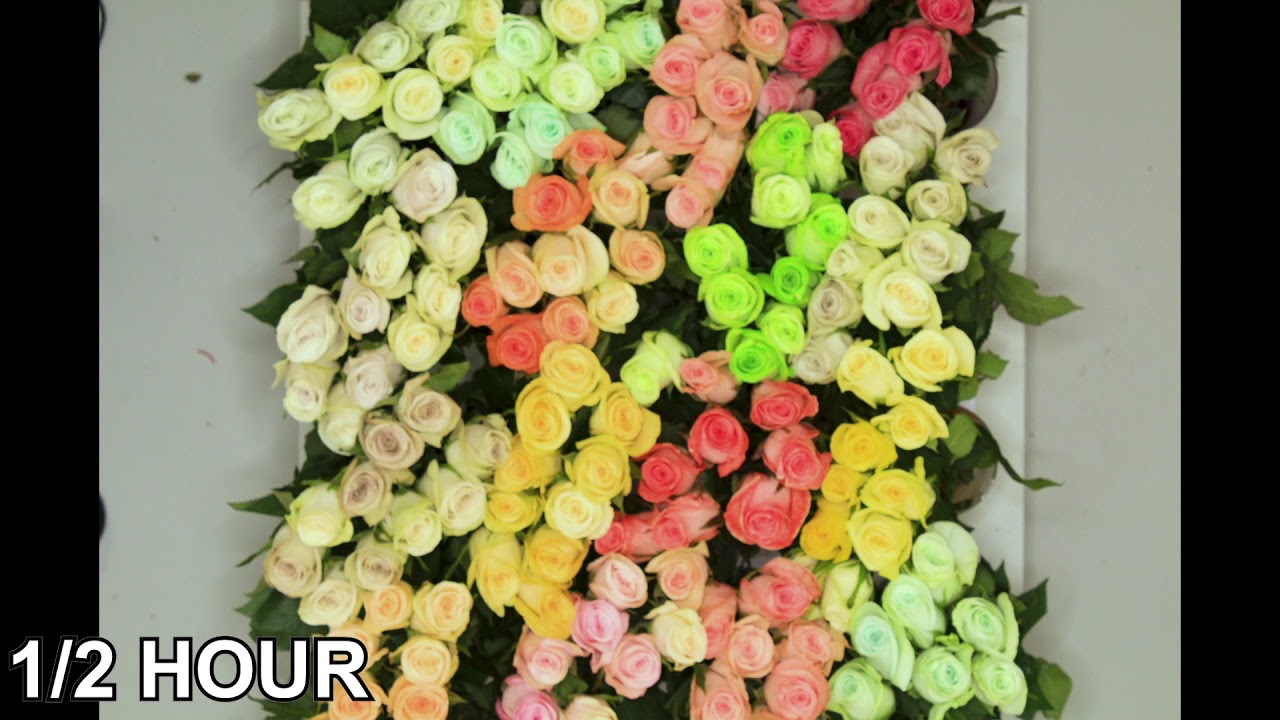 Centimo: Flower dye time-lapse