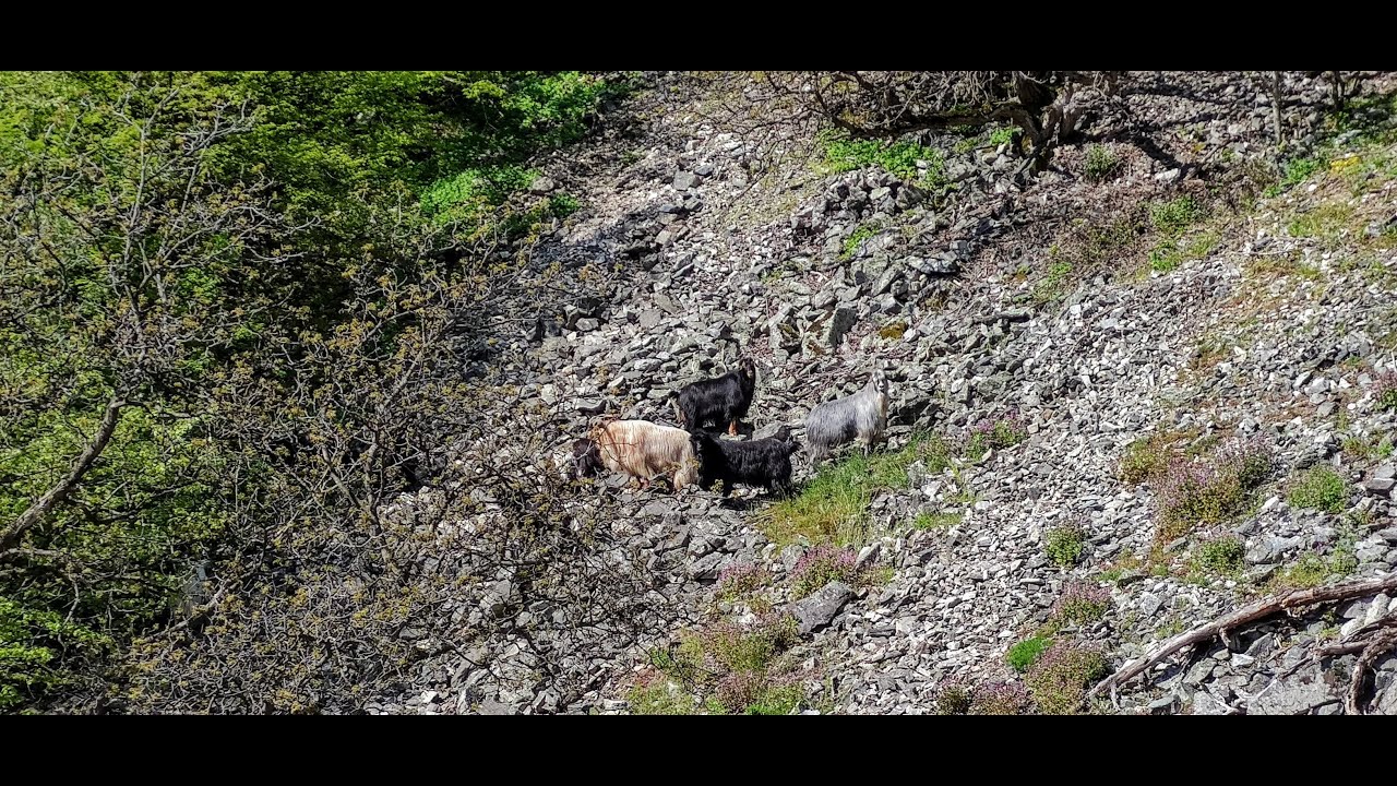 В търсене на подивелите кози над село Сестримо, с колело и пеша 4К
