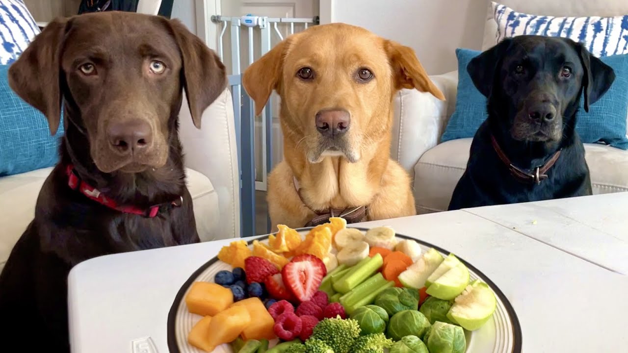 3 Labradors Try FRUITS AND VEGETABLES!!! (dog review)