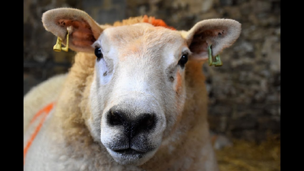 Sheep dipping on a Sunday