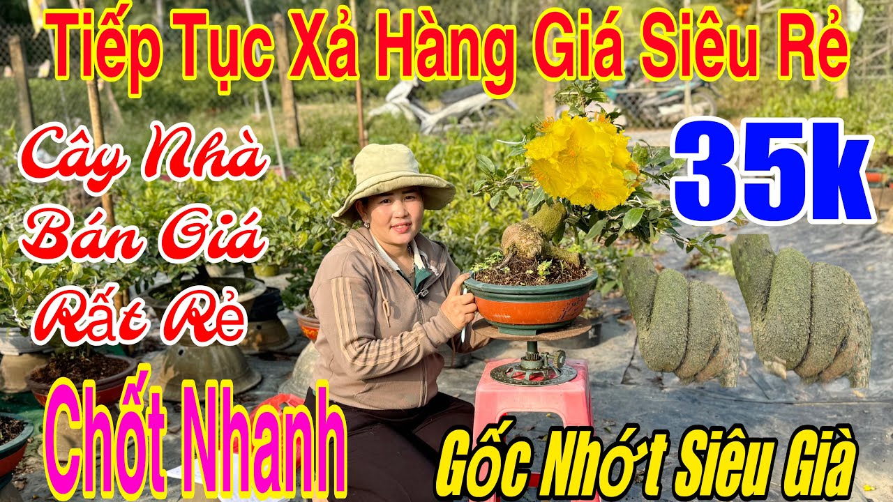 19/1 Vườn xả hàng mai chơi Tết giá rẻ💥35k🌲và nhiều mã số gốc nhớt già mùa🌲🌲🌲☎️0366059934
