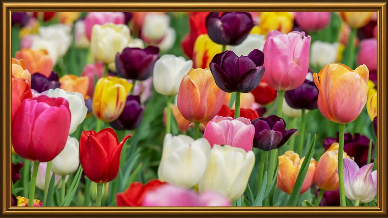 Colorful Flowers |TV 4K | TV Frame Art | 2 Hours | @tvframeart9