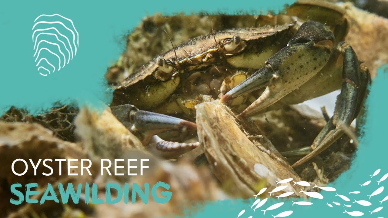 A brand new native oyster reef has been restored by Seawilding