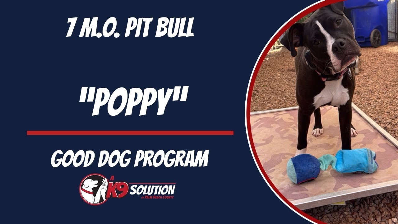🐶Dog Trainers/Training South Florida & Arizona / PITBULL 'Poppy’🦮
