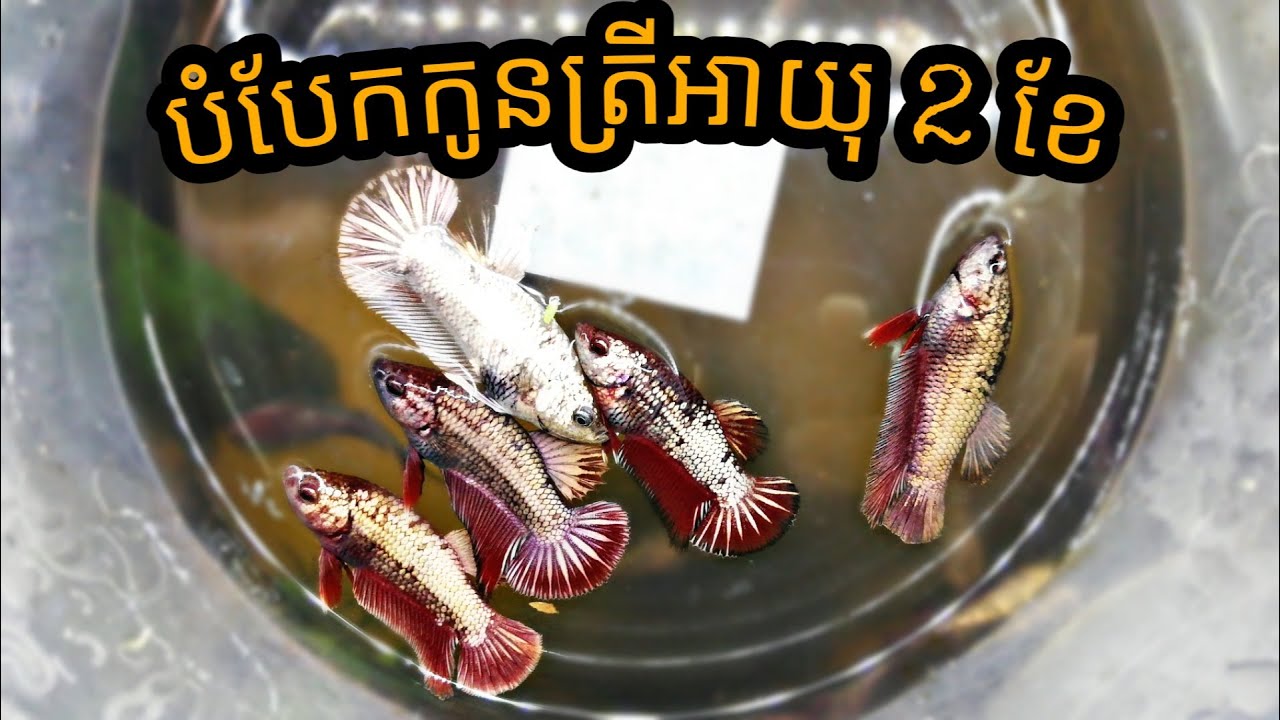 បំបែក​ត្រីក្រឹមអាយុ 2 ខែ Samurai x Copper #betta #bettakeeper #ត្រីក្រឹម #ปลากัด​