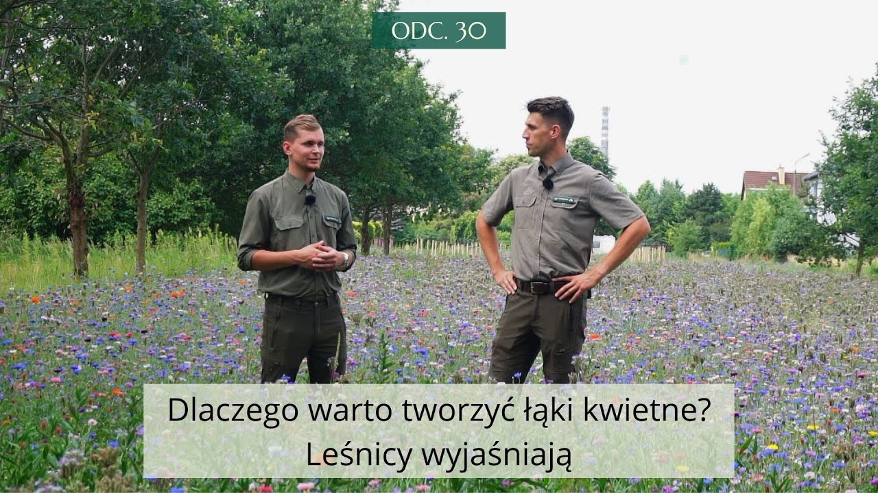 Dlaczego warto tworzyć łąki kwietne? Leśnicy wyjaśniają #30