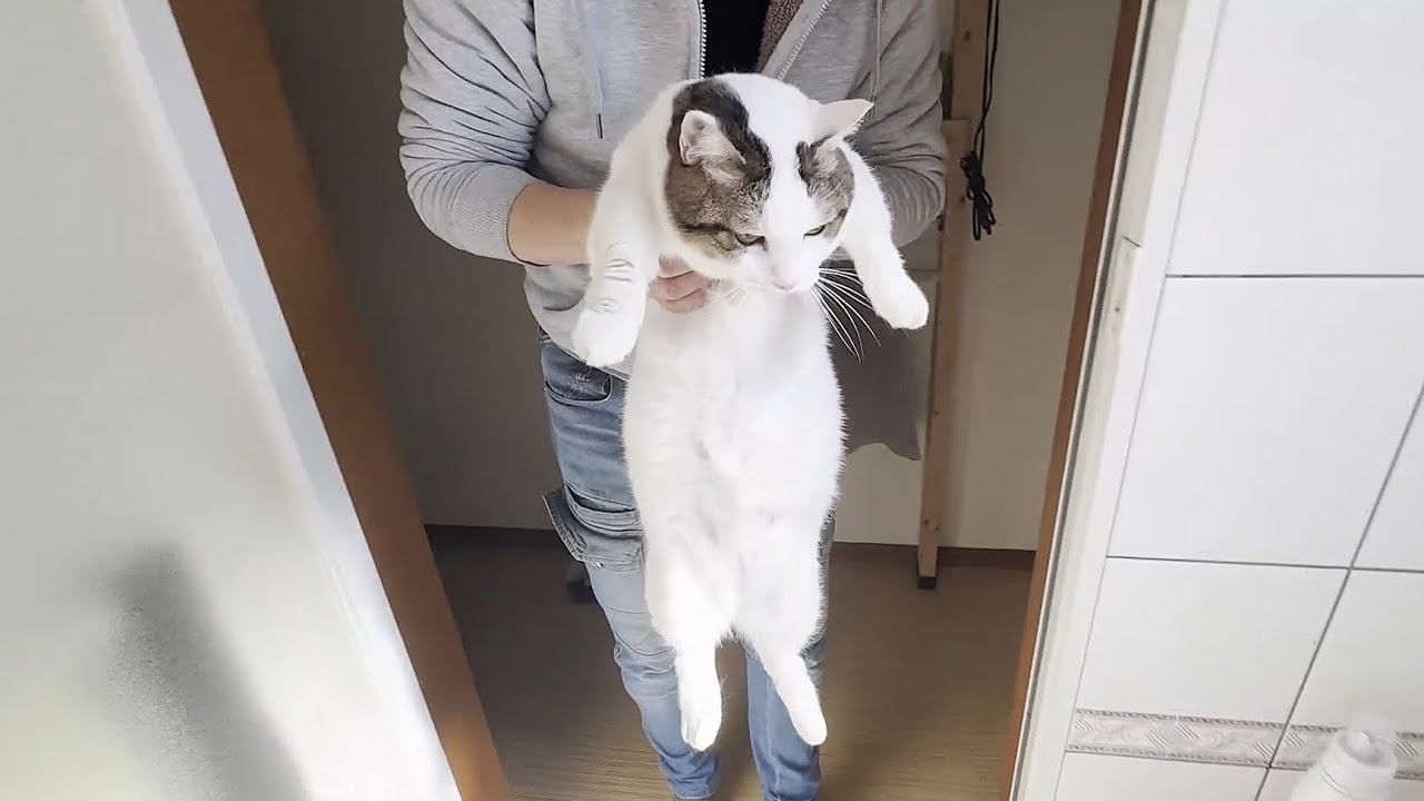 お風呂で小さい怪獣が叫ぶみたいな猫とお母さん