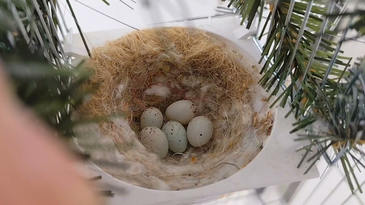 Szczygły syberyjskie 🐦mają swoje pierwsze jajka🤫 Zapraszam na film 👍