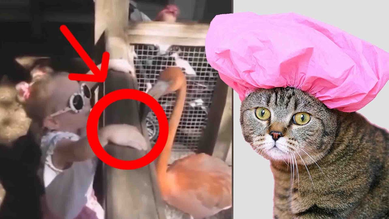 🤣BESSER ALS UPPS DIE PANNENSHOW 🤣 | TIERE FAILCOMPILATION 2020🤣
