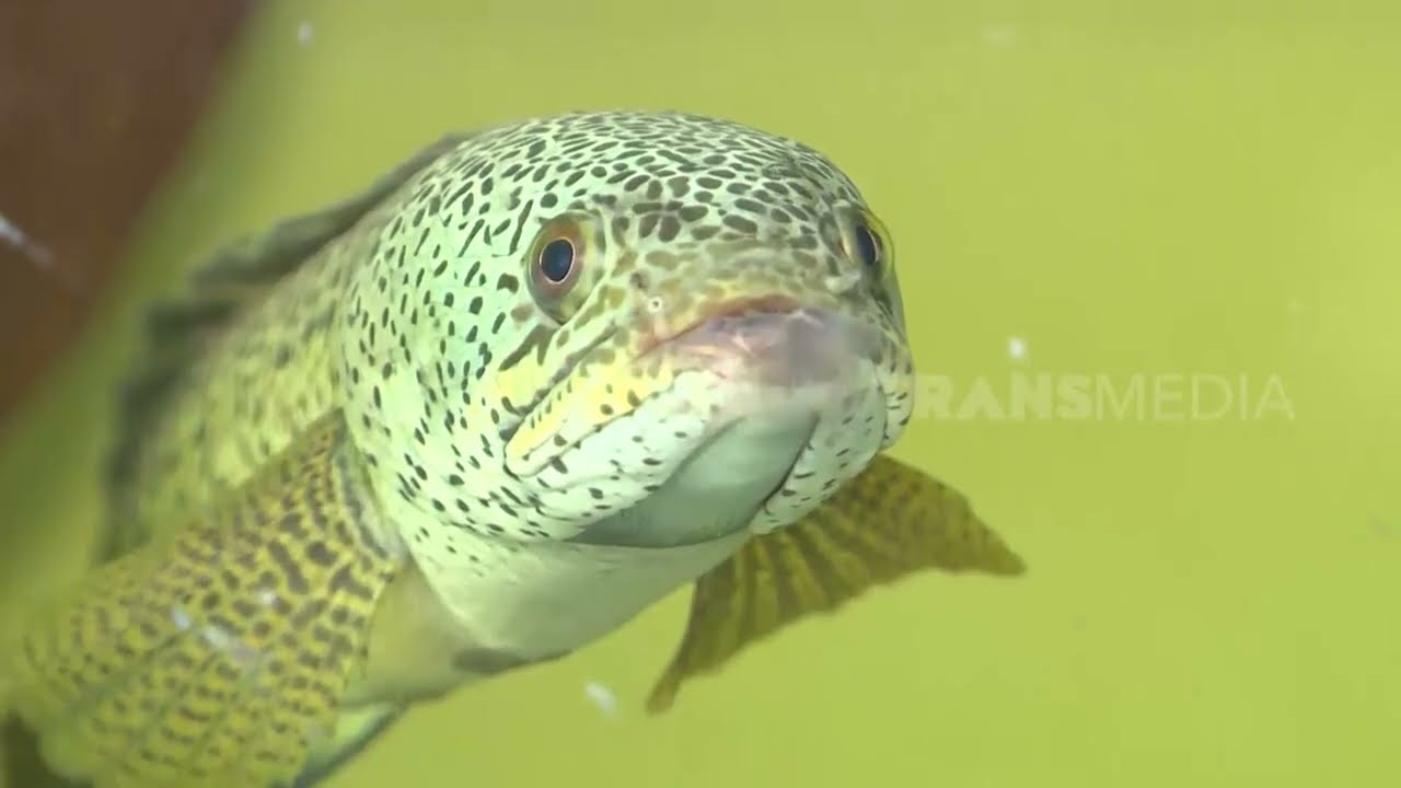 Ikan Sultan Si Gabus Hias Yang Hits | RAGAM INDONESIA (11/04/22)