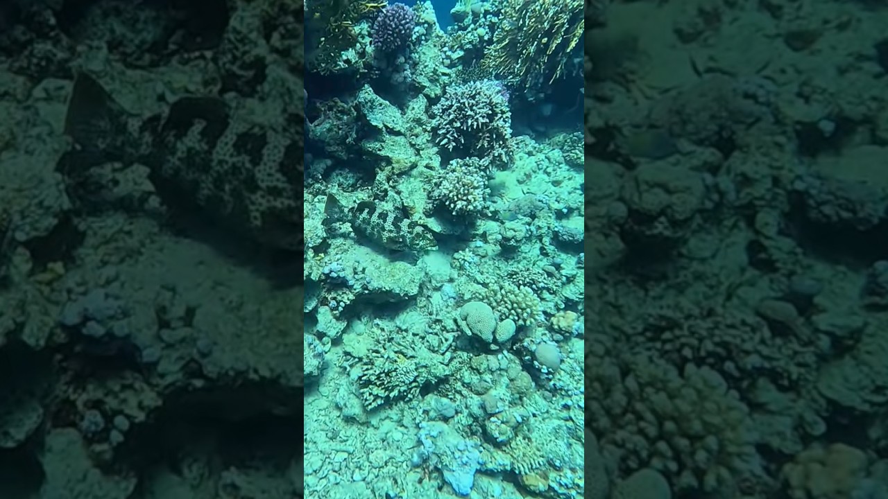 Perfectly camouflaged predator: Malabar grouper @RedSeaBit #fish #snorkeling #gopro