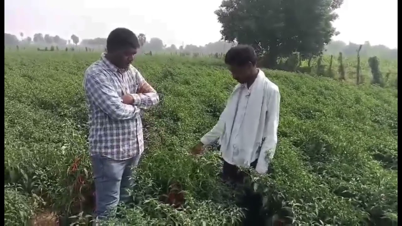 చూశారా ! చుట్టూ మిర్చి పంటలు బొబ్బరతో వుంటే,కలష్ సీడ్స్1545 మిరప ఒక్క చెట్టు కి కూడా బొబ్బర లేదు !! 