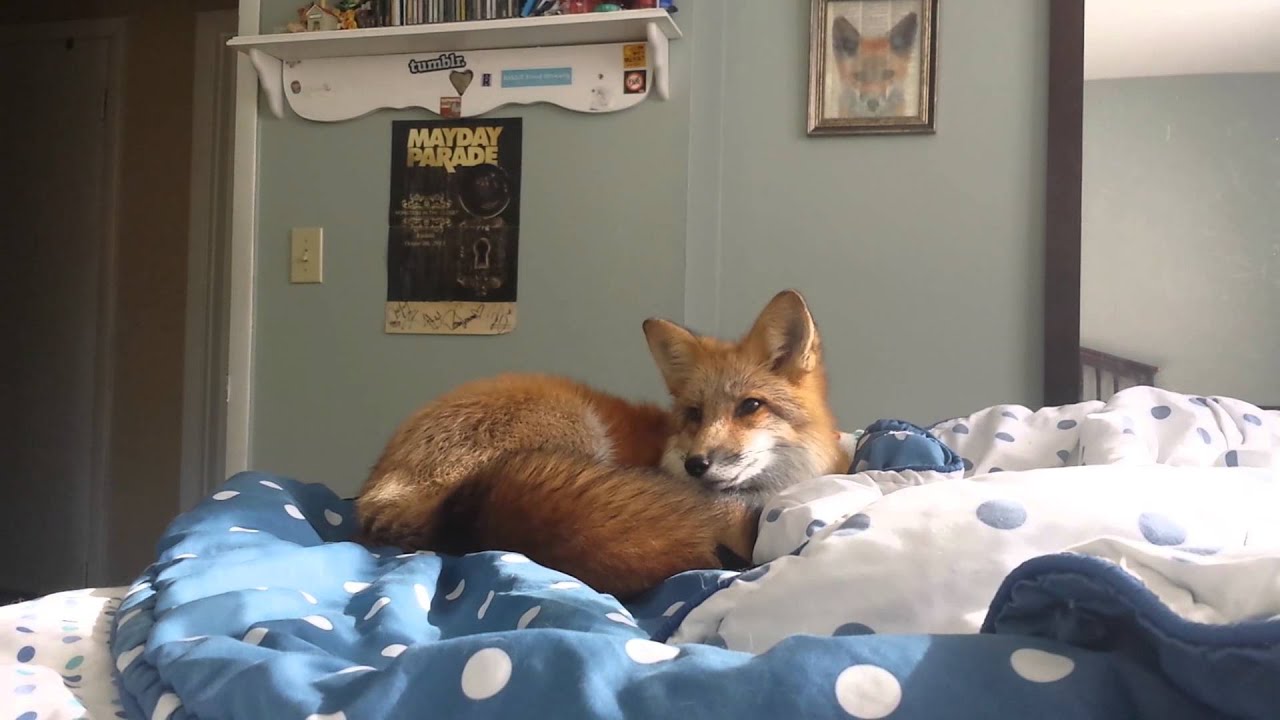 To nap or not to nap