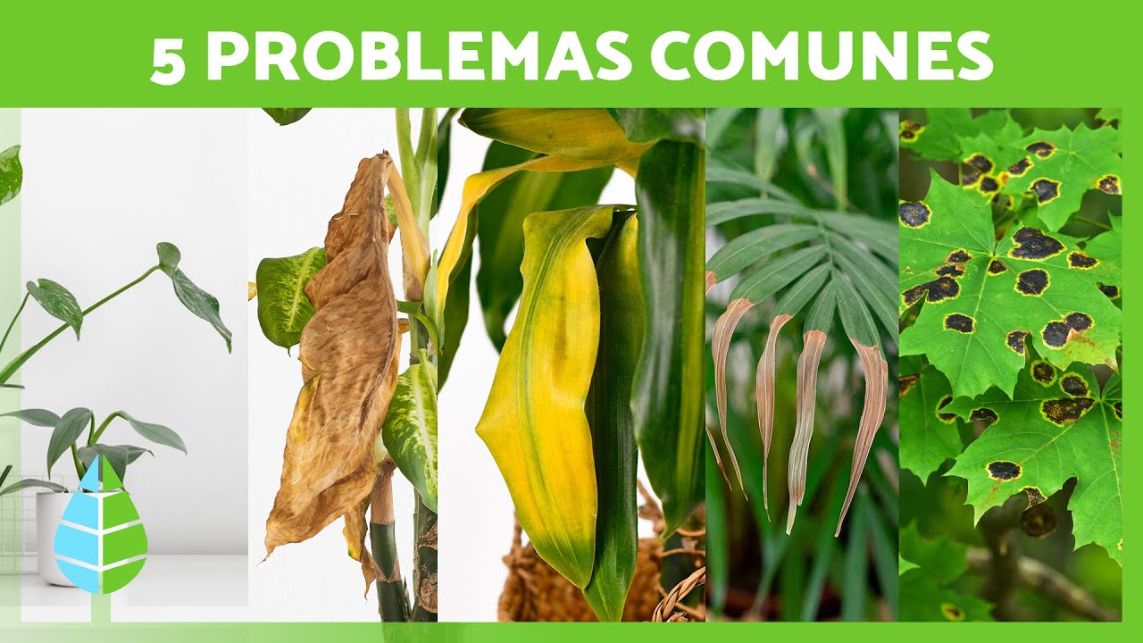 PLANTAS ENFERMAS y C&oacute;mo CURARLAS 🍂✅ (5 Problemas Comunes y sus Soluciones)