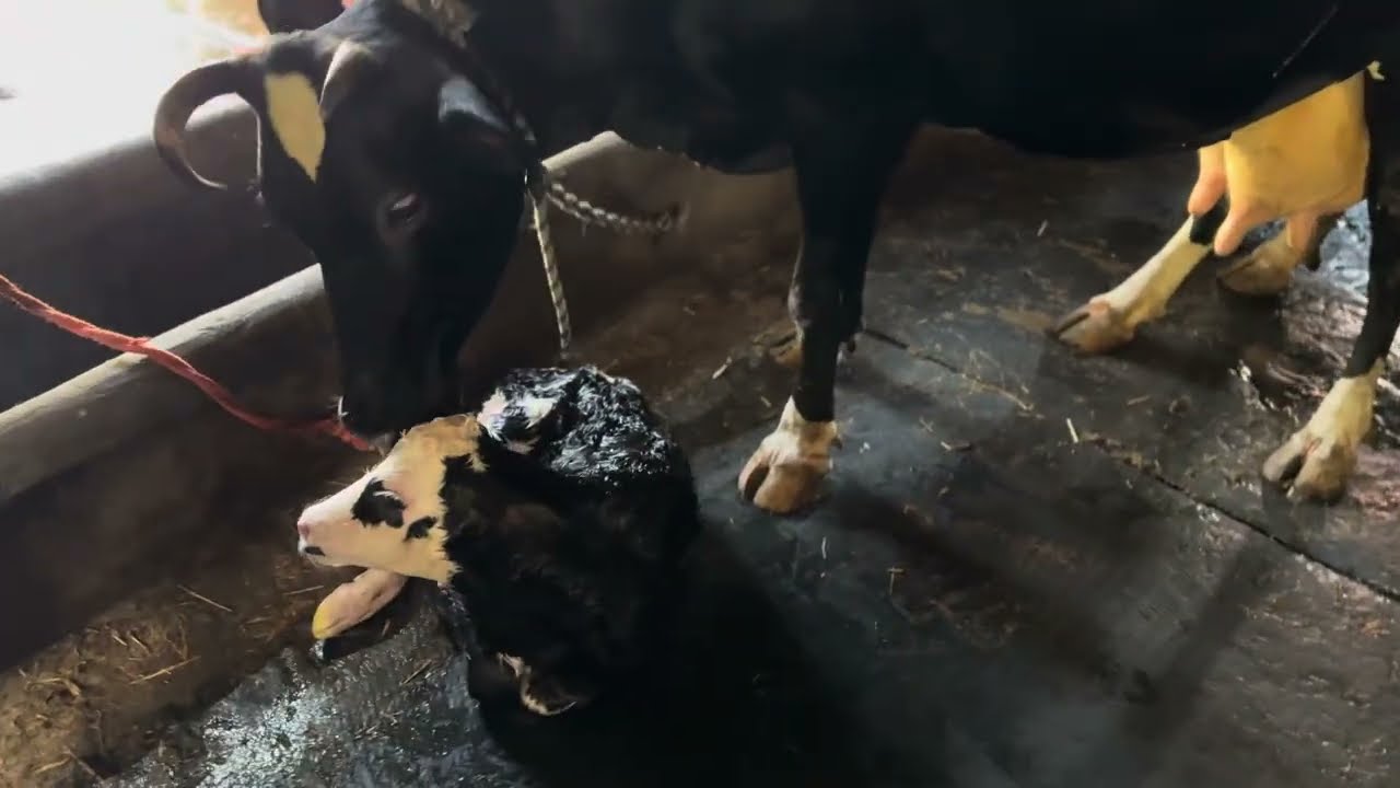 ABS casanova hf bull calf