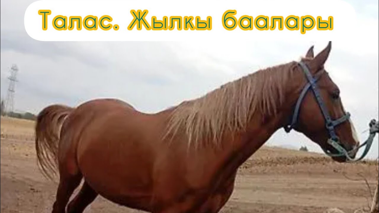Жаш эркек ургачы жабагы,жана эркек ургачы тай бааларын көрө аласыздар 25.01.26