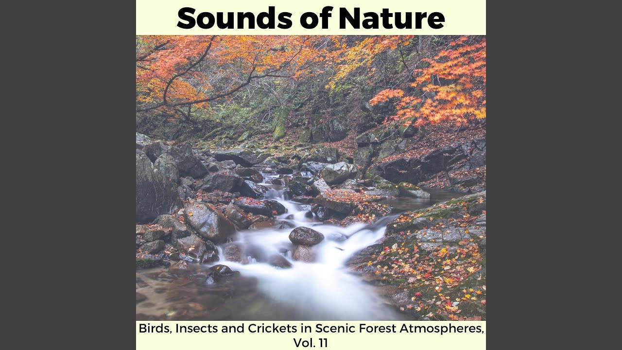 Earthy Aroma and Misty Ambient Music