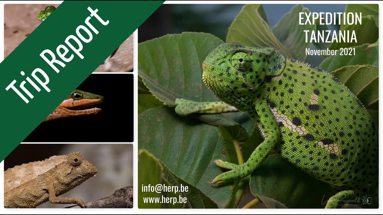 Reptiles & Amphibians of TANZANIA (Herping Expedition 2021)