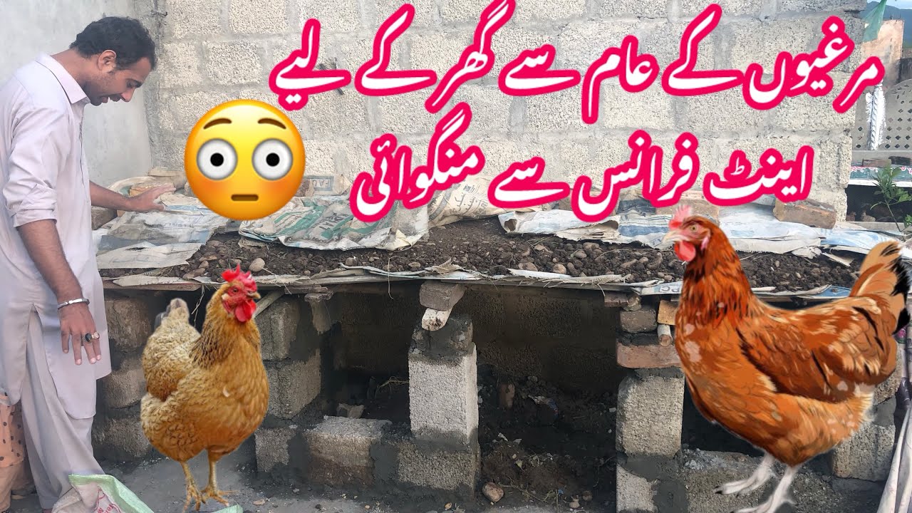 murghio ka ghar #ideas #hen #funny