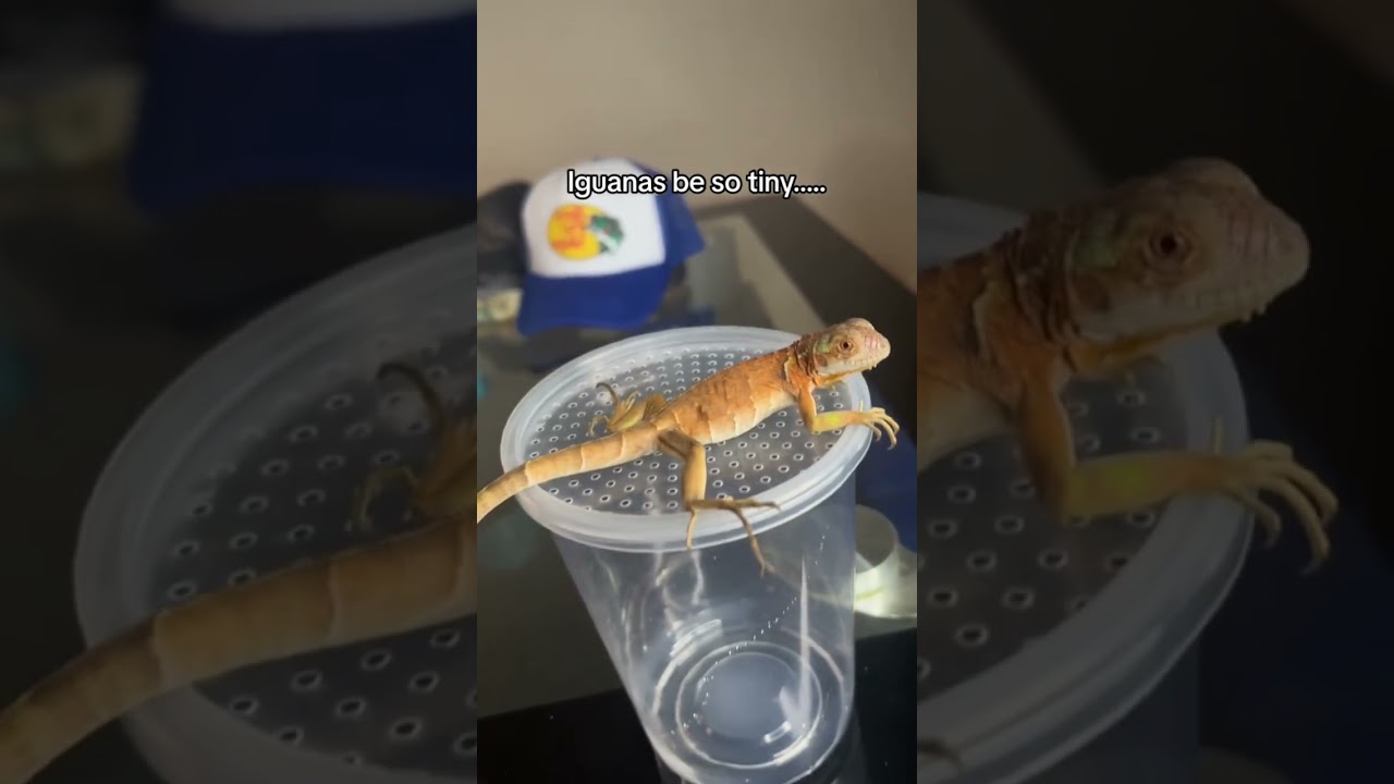 Iguanas grow so fast 😳 #pet #reptile #animals