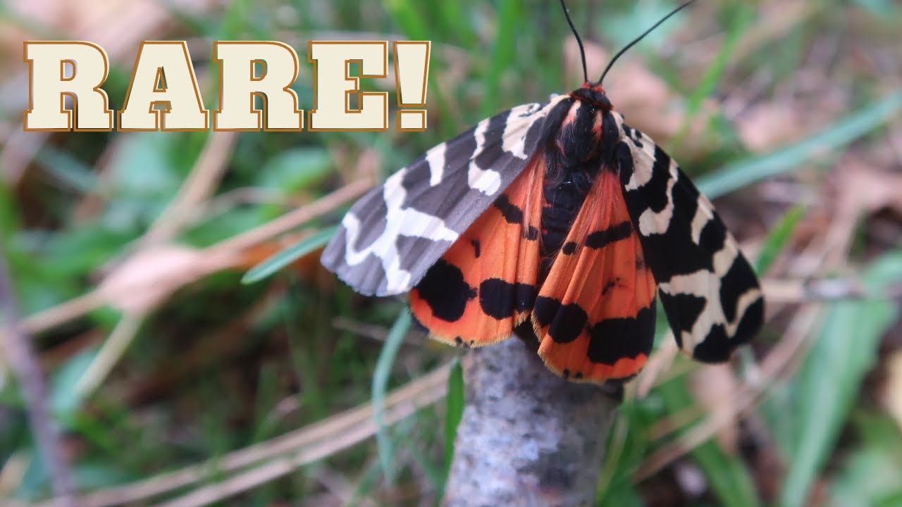 Rare Tiger Moth: Arctia intercalaris (Arctiinae) - From Pakistan - Captive breeding - Bart Coppens