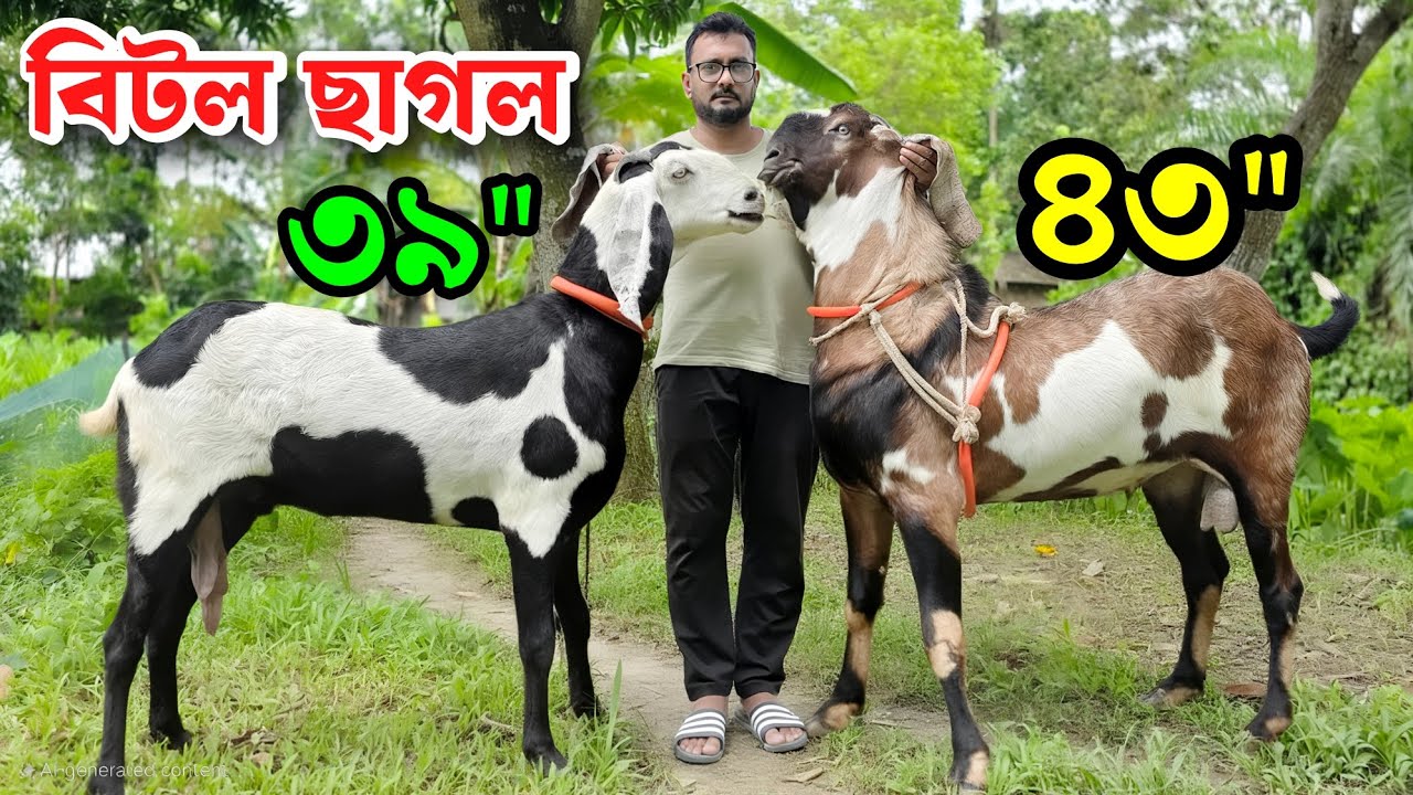 বিটল ছাগল তোতাপুরি পাঠা ও বড় খাসি কিনুন প্রান্তিক খামার থেকে Beetal Goat 