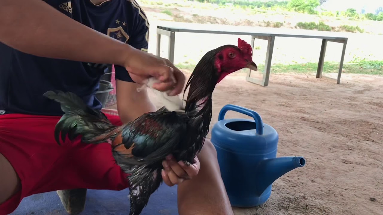 เช็ดน้ำไก่ กาดน้ำไก่ | ด.เจริญทรัพย์ฟาร์ม