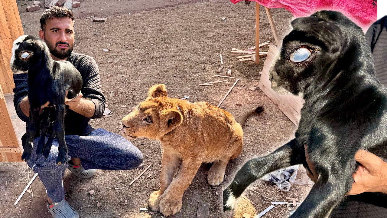 Mera Favourite Baby Goat Andha Hogea😭
