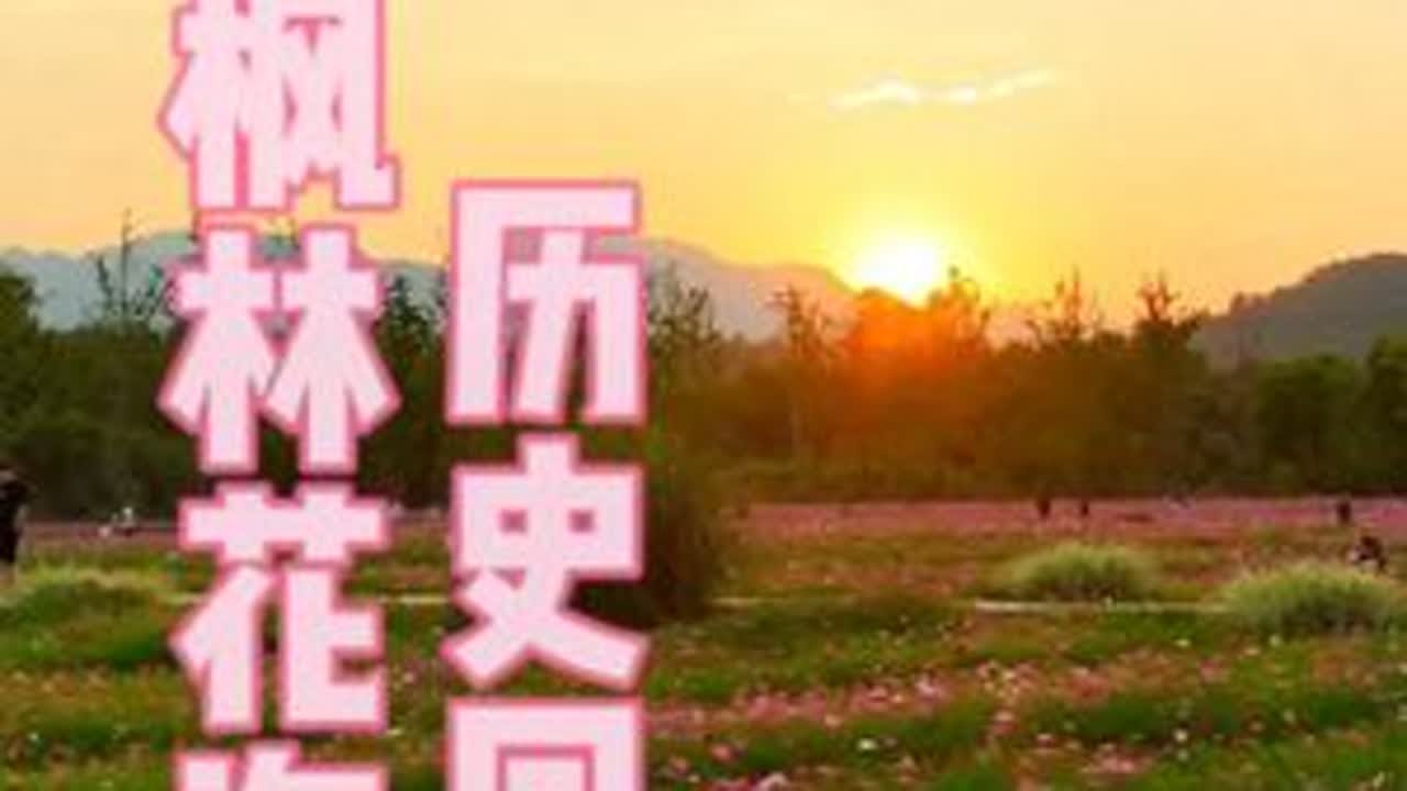 一处人造花海的前生今世 枫林花海位于永嘉县枫林镇汤岙村，已存在三四年，每年支出30~70个W，目前还在持续投入。以下是这片花海的前生今世。 2000年以前，为种植大豆、蕃薯、玉米、花生的旱地...