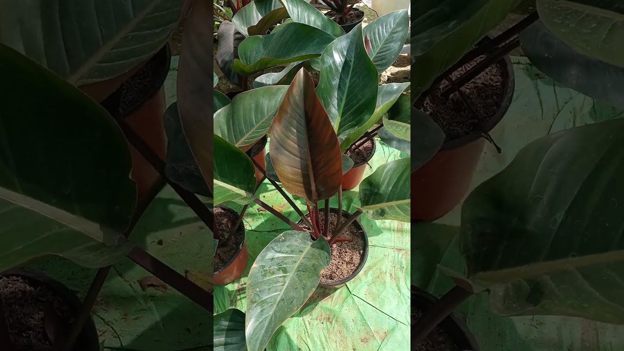 Red Congo Philodendron