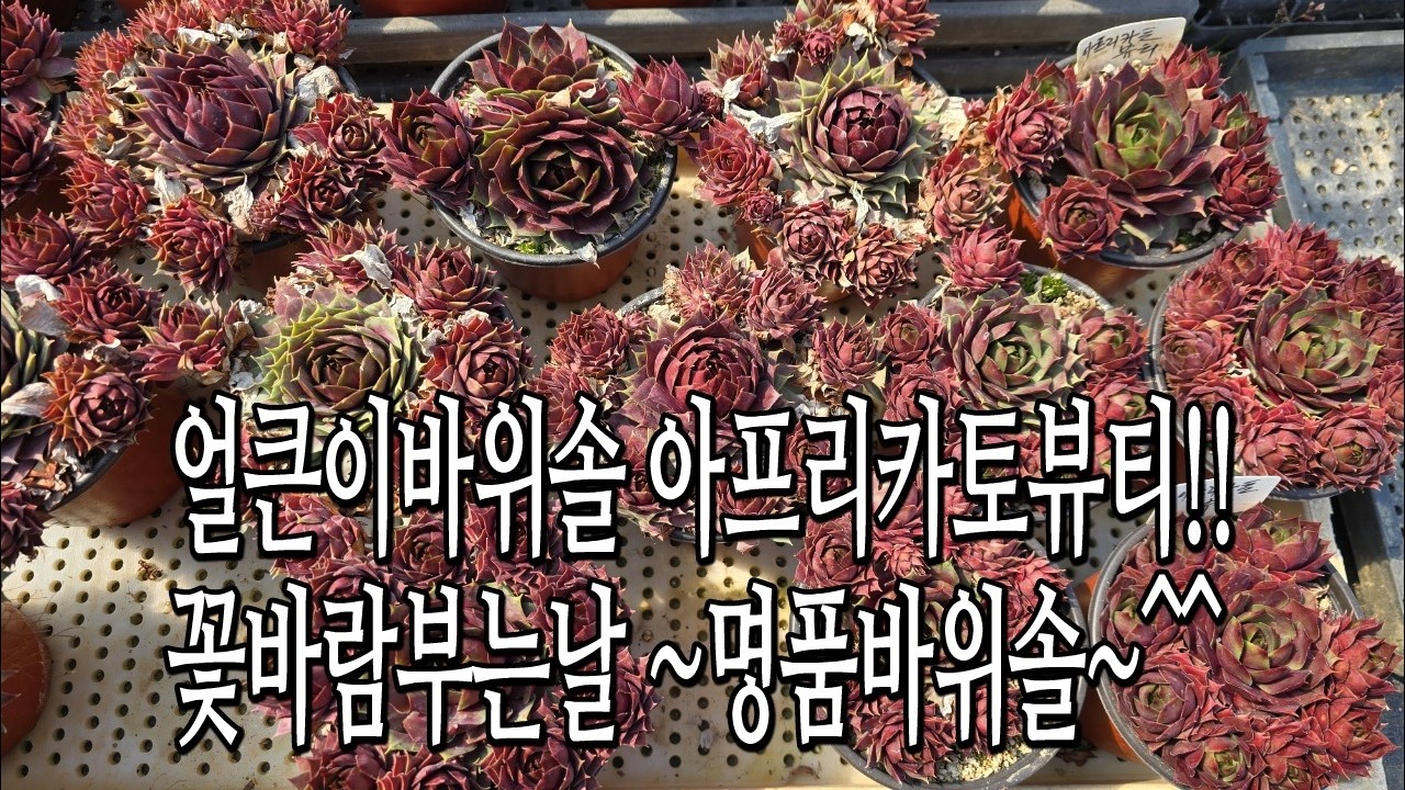26 03 10 묵을수록 짱짱해지는 꽃바람바위솔 #바위솔 #꽃바람 #식물 #다육이 #