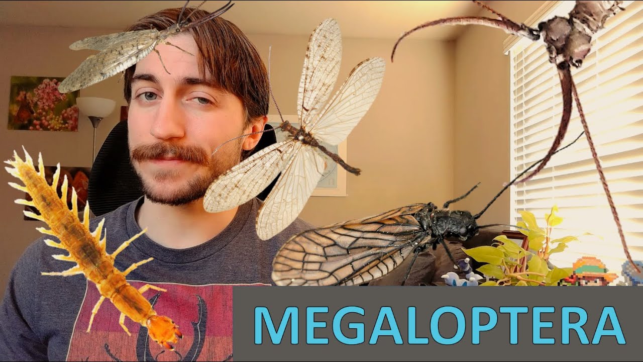 Megaloptera: Dobson, Alder, and Fishflies - Order Spotlight