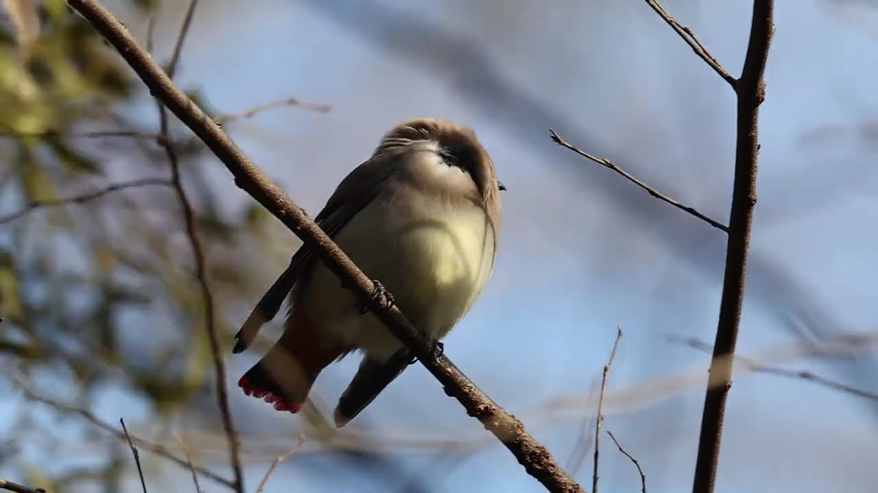 R5markⅡで野鳥動画撮影　う〇こたれのヒレンジャク