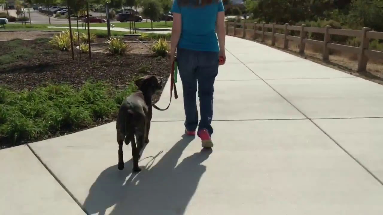 Plott Hound Mix | Riley | Central Coast: Off-Leash K9 Training