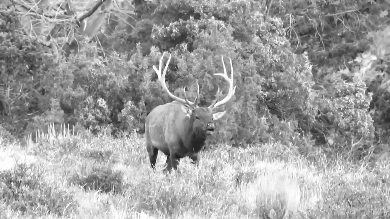 New Mexico GMU Unit 55A Hunting Information