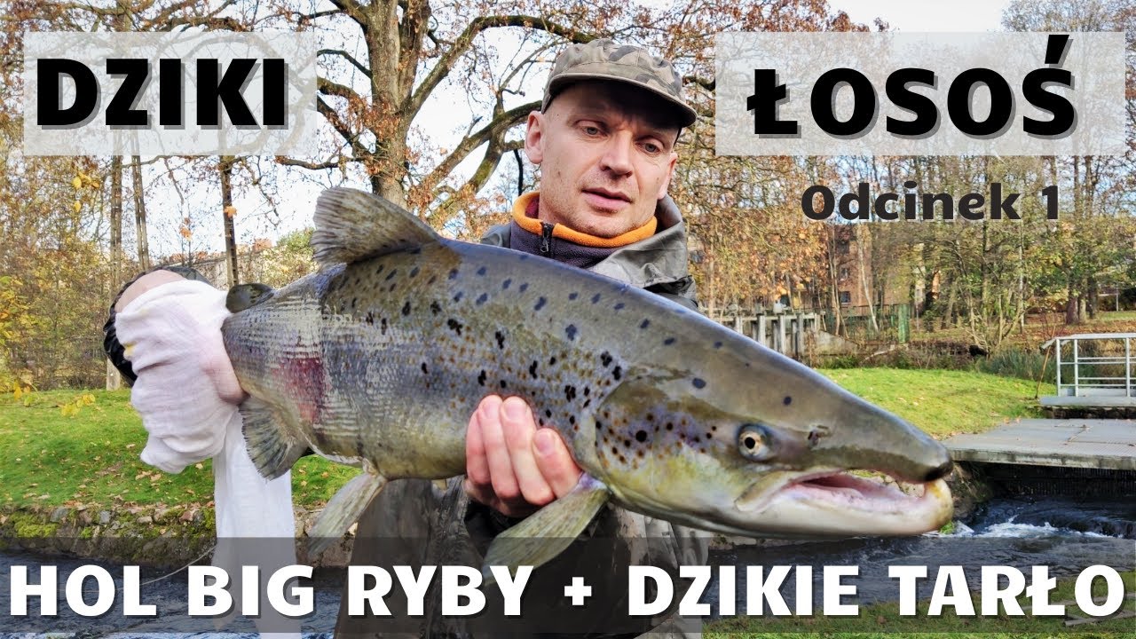DZIKI ŁOSOŚ odc. 1. HOL DZIKIEGO ŁOSOSIA i TARŁO NATURALNE