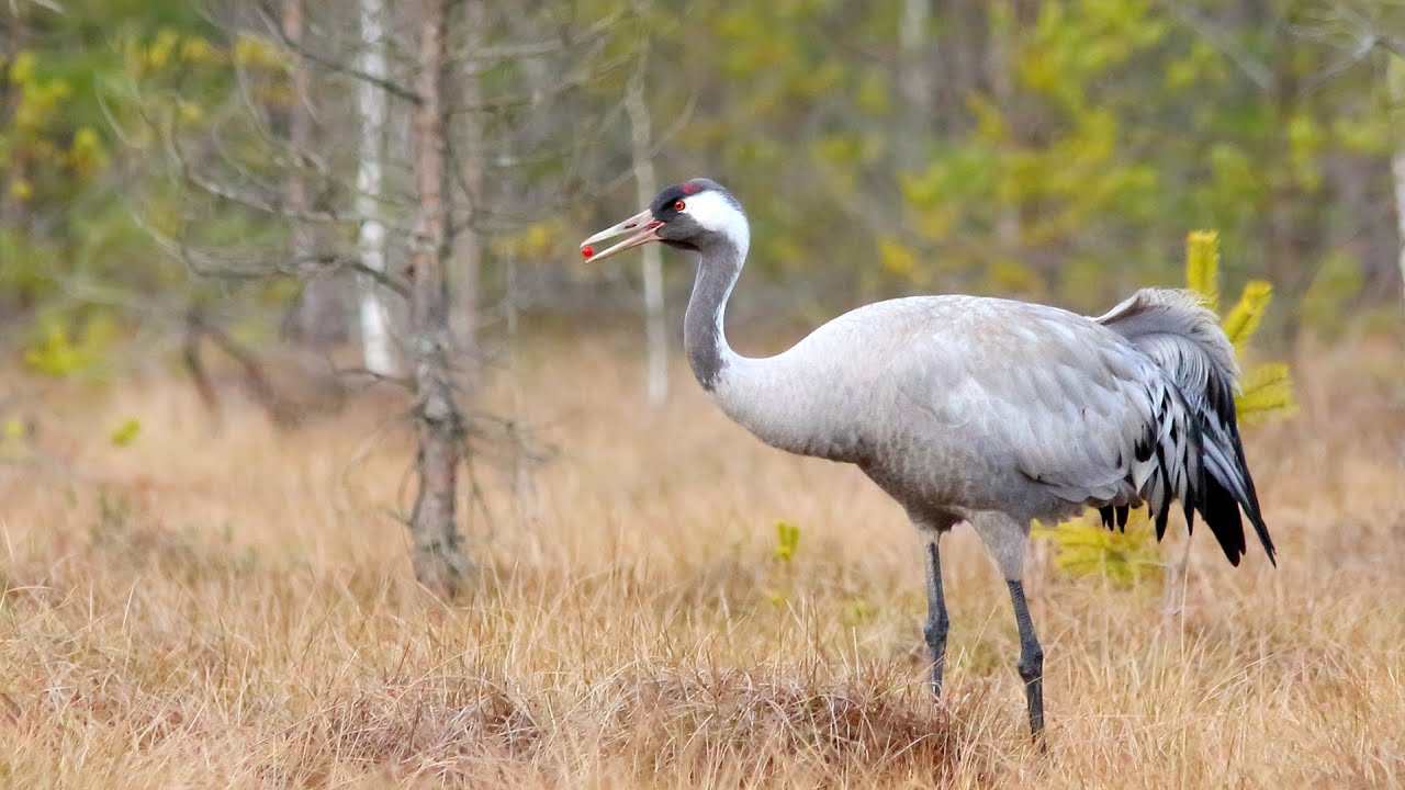 Common Crane birds in spring
