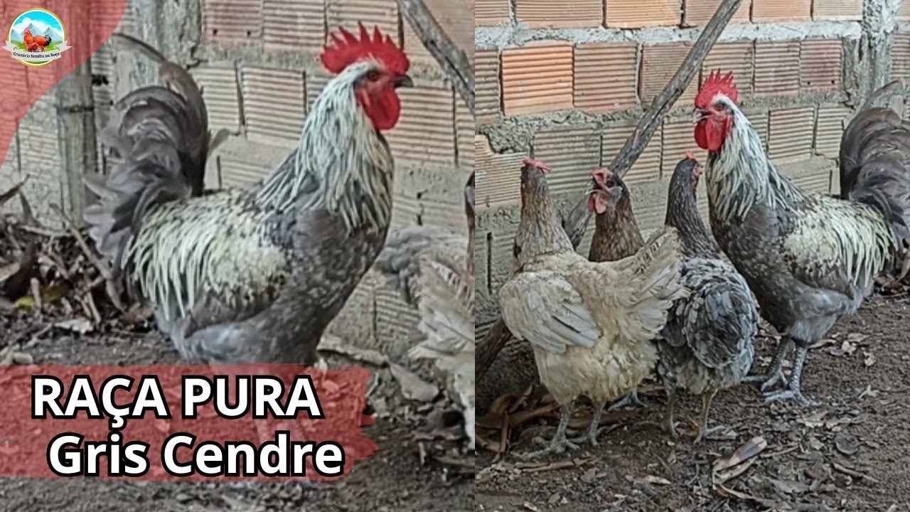 VEJA O GALO DE RAÇA PURA GRIS CENDRE E AS GALINHAS POEDEIRAS DE ALTA PRODUÇÃO DE OVOS #nordeste
