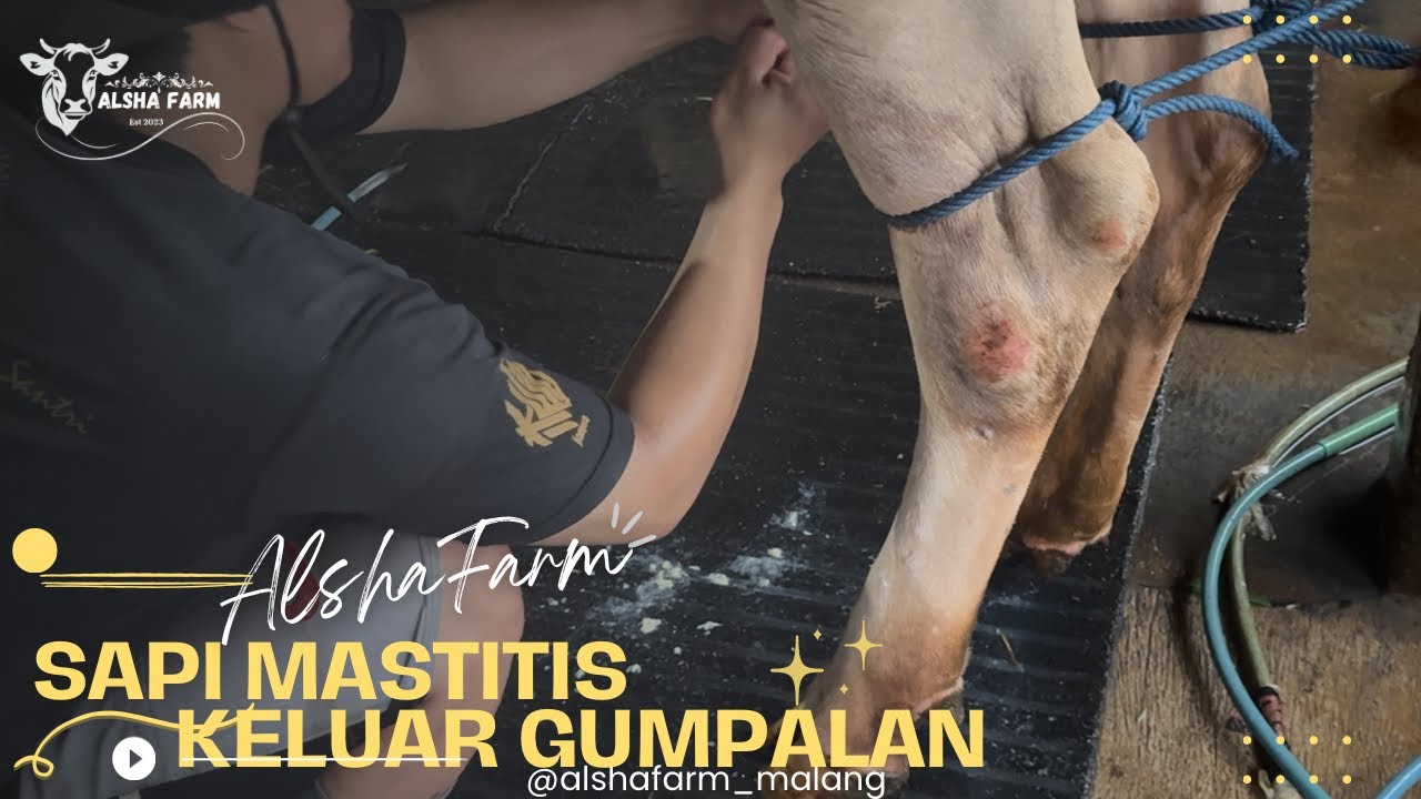 HEBOH! 😱 Sapi Mastitis Parah SEMBUH TOTAL Tanpa Efek Samping | Rahasia Pengobatan Ampuh! 