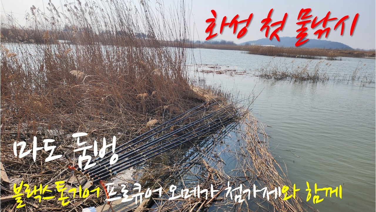 2026년 2월 20일 화성 마도 둠벙 시즌 첫 물낚시 feat  블랙스톤기어 프로큐어 오메가 첨가제 #블랙스톤기어#프로큐어#프로큐어오메가#프로큐어오메가첨가제#붕어낚시#화성낚시